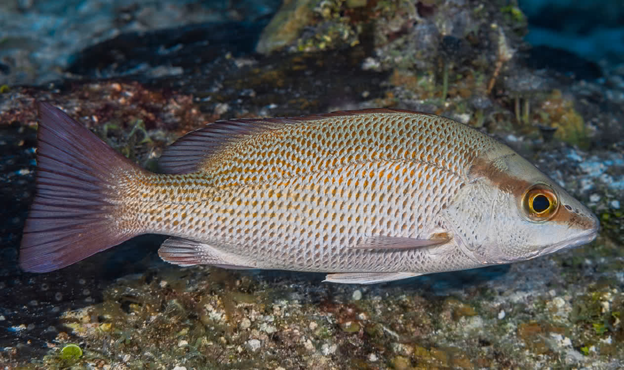 Gray snapper discount