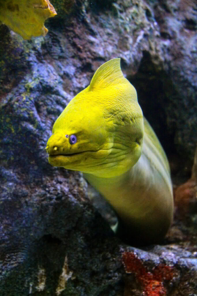 Green Moray