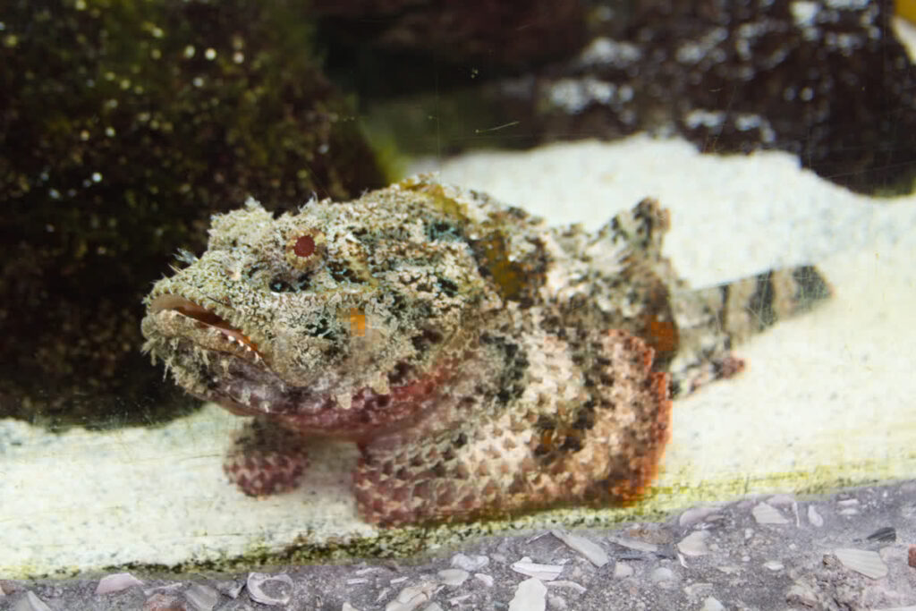 Spotted Scorpionfish