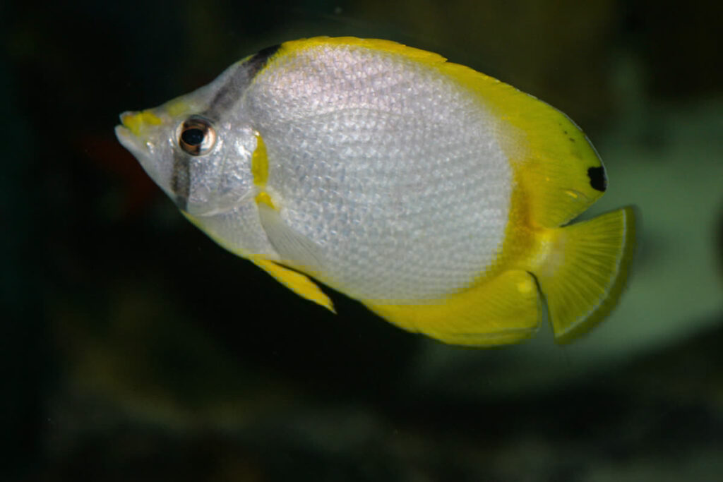Spotfin Butterflyfish