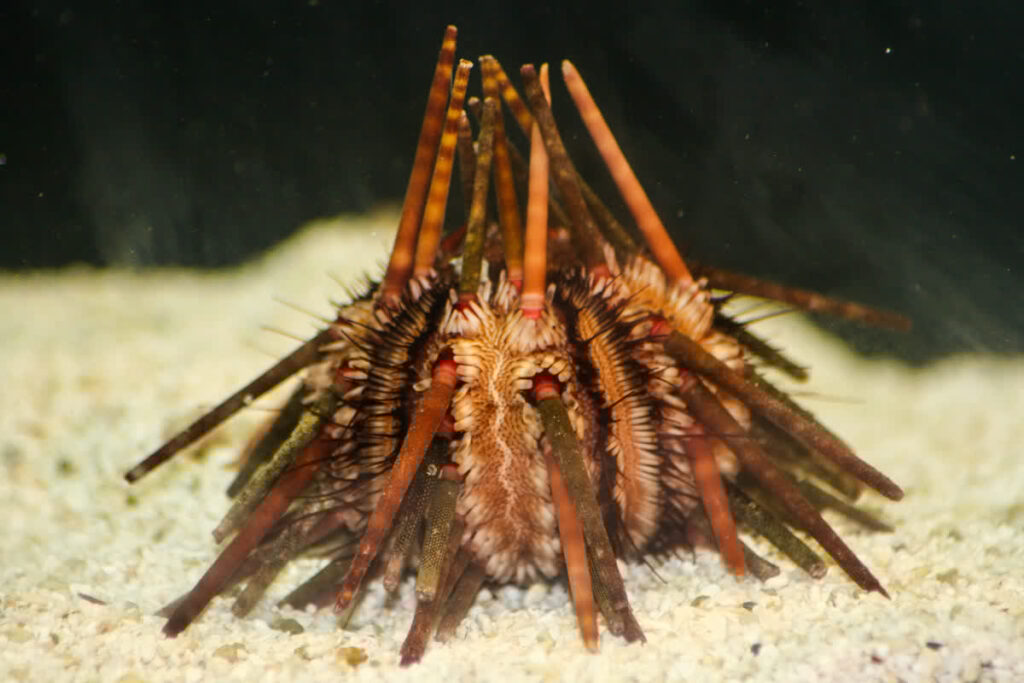 Pencil Urchin