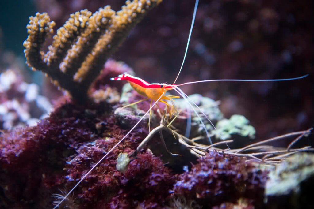 Photos of Aquarium Animals