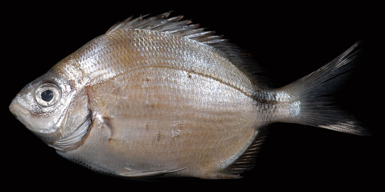 Spottail pinfish | Mote Marine Laboratory & Aquarium