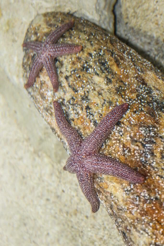 Bay Sea Star