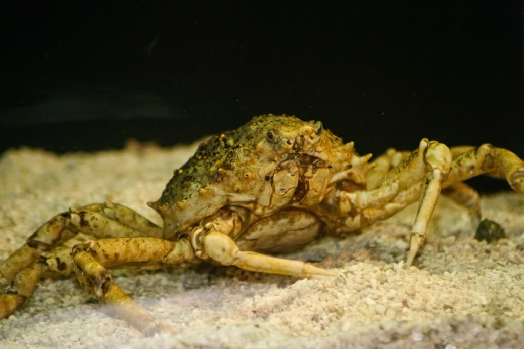 Halloween Photo Collection