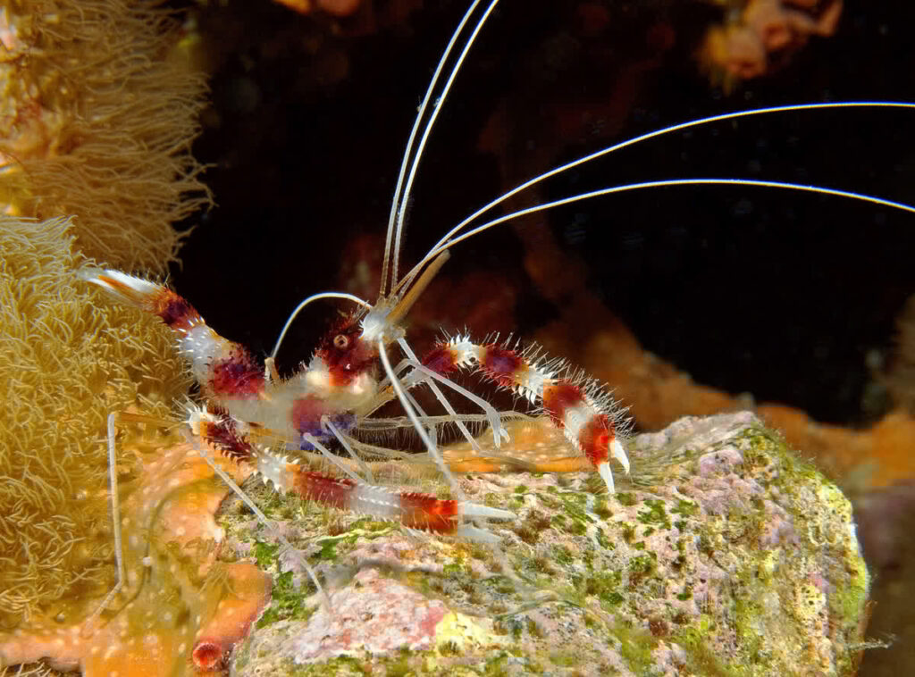 Coral Banded Shrimp