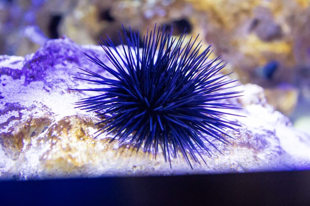 Aquarium Photos