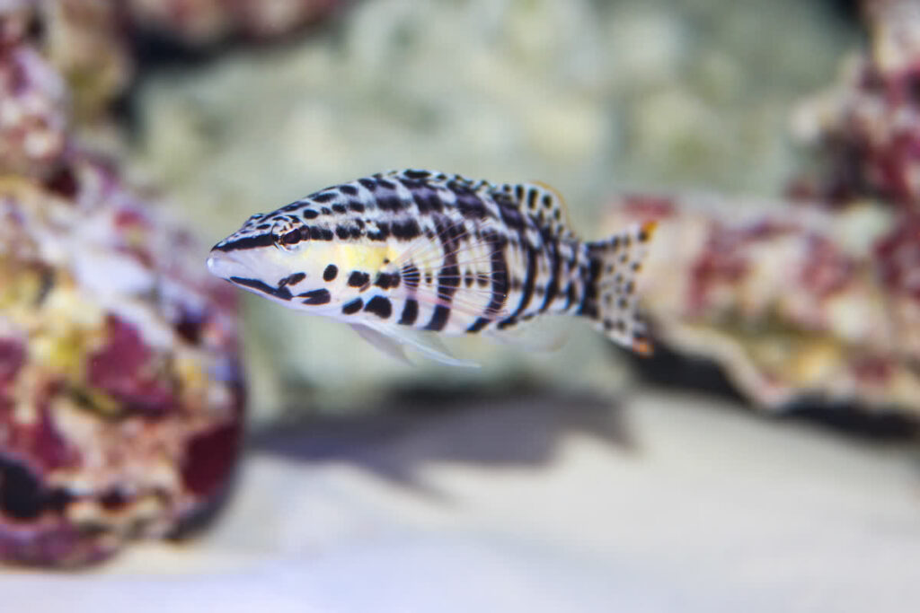 Harlequin Seabass