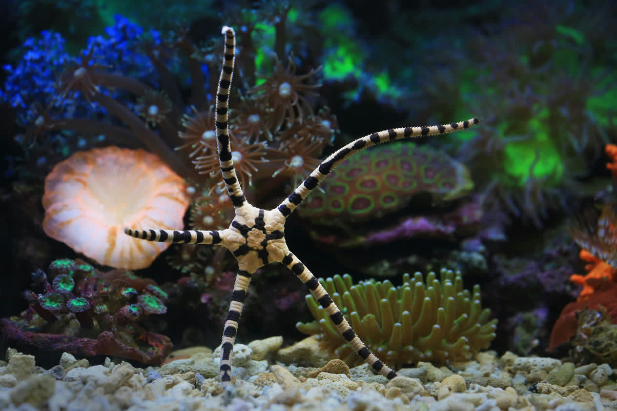 Harlequin brittle star | Mote Marine Laboratory & Aquarium
