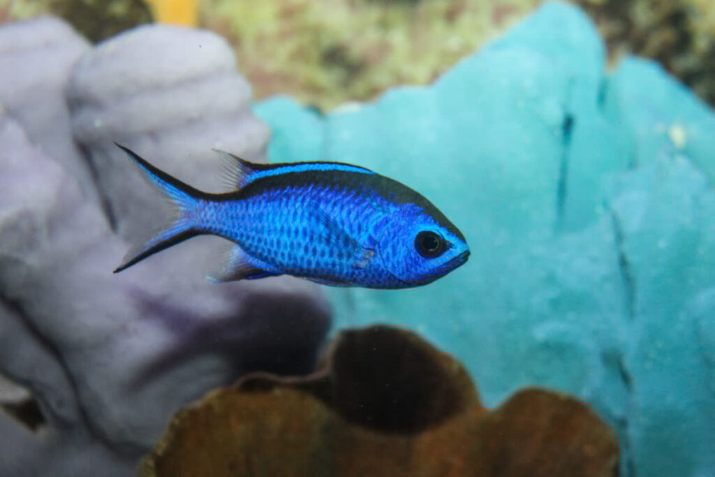 Blue Chromis