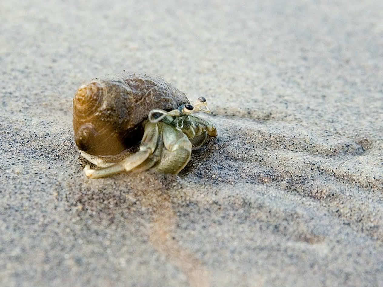 Long-armed hermit crab | Mote Marine Laboratory & Aquarium