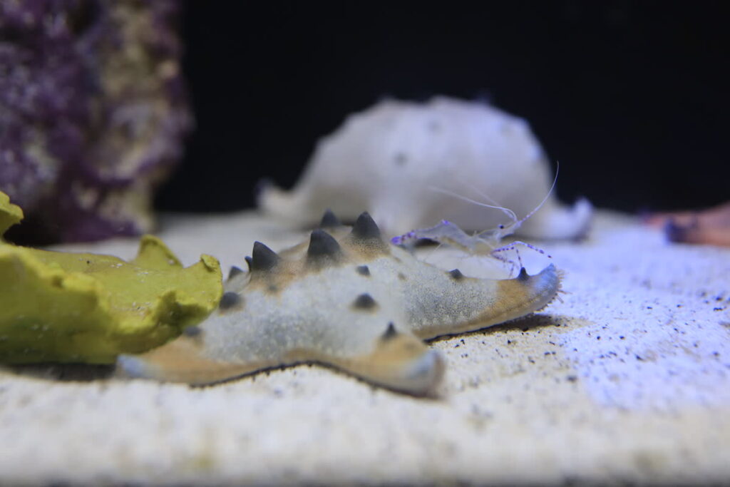 Animals in the Oh Baby! Exhibit