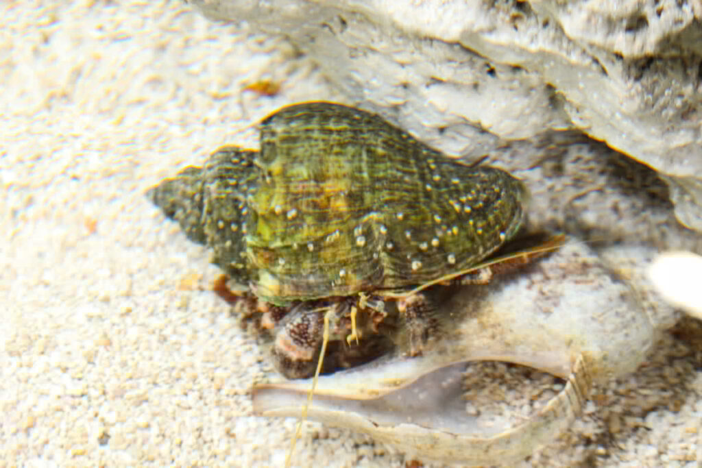 Flat Claw Hermit Crab
