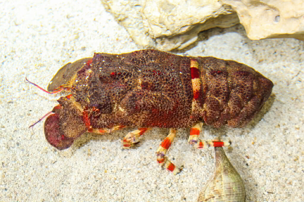Ridged Slipper Lobster
