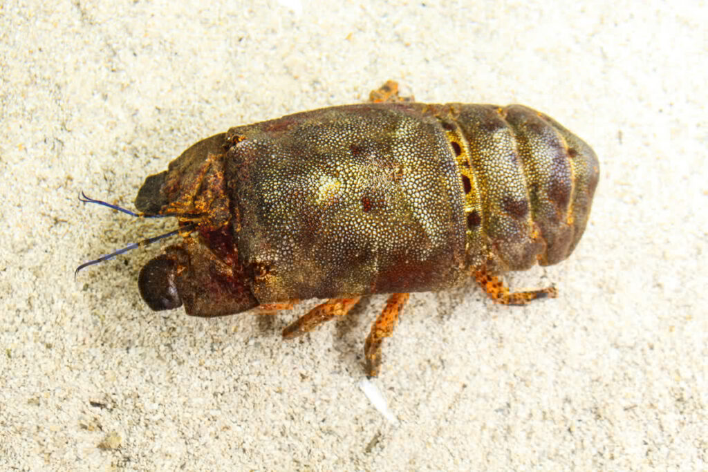 Spanish Slipper Lobster