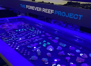 Corals at Cairns Aquarium being grown by the Forever Reef Project, courtesy of Great Barrier Reef Legacy