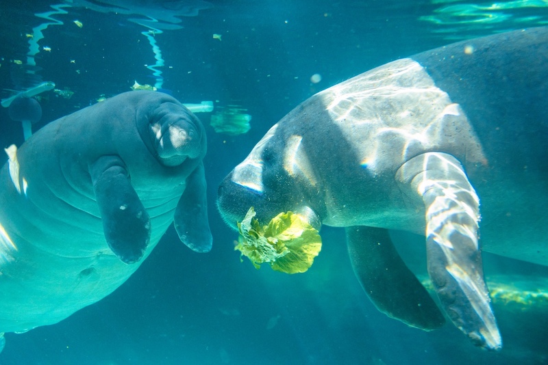 Lou and Buffett in habitat