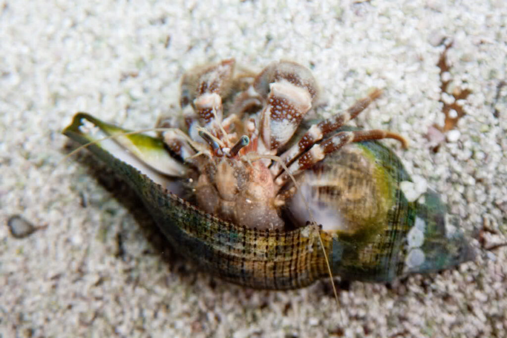 Striped Leg Hermit Crab
