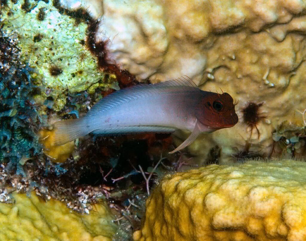 Redlip Blenny