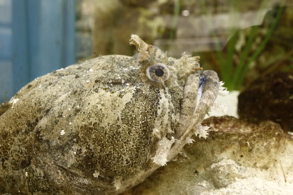 Halloween Photo Collection