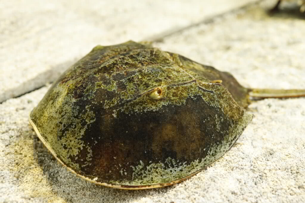 Horseshoe Crab in Contact Cove