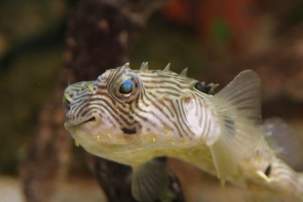 Striped Burfish