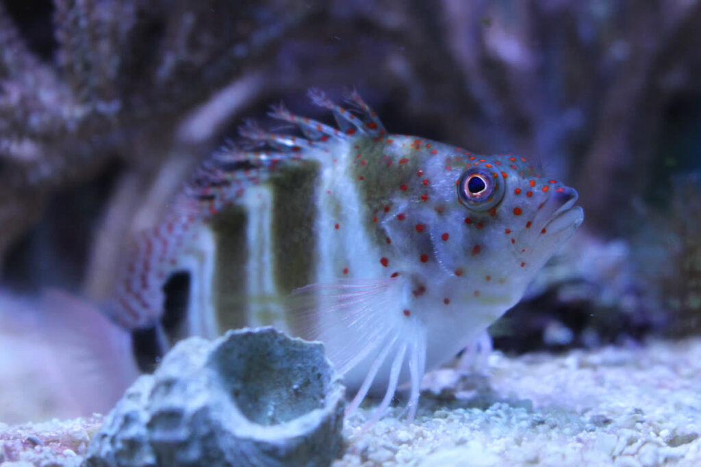 Freckled Hawkfish
