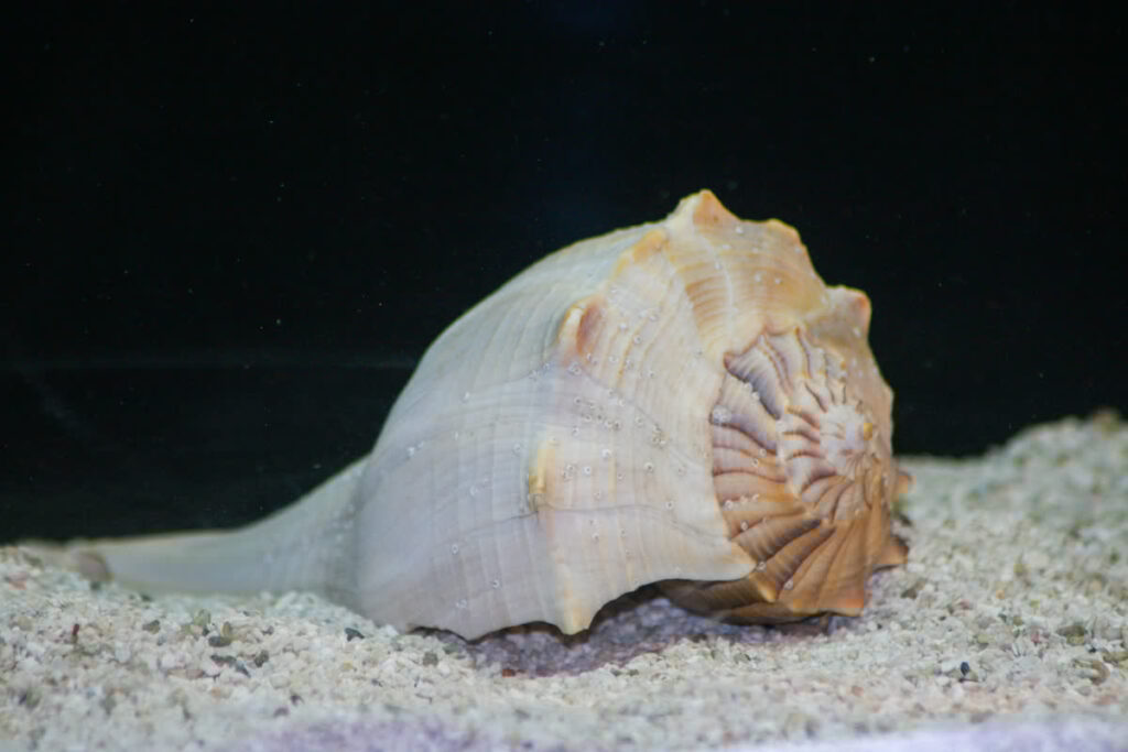 Lightning Whelk