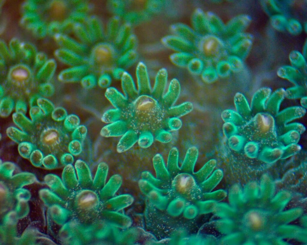 Macro Corals
