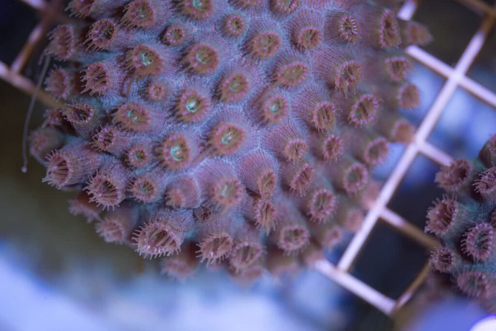 Wet Lab Coral Photos