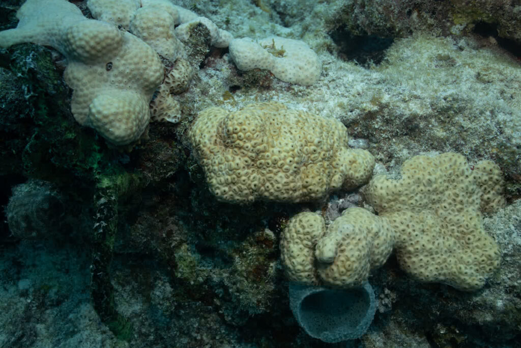 Looe Key Reef Pictures