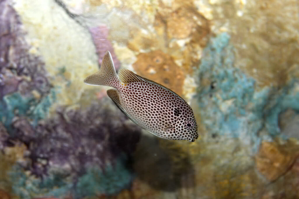 Spotted Rabbitfish