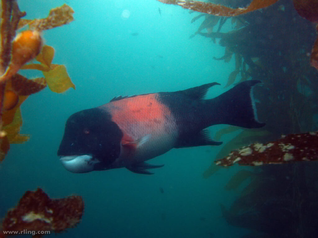 California Sheephead Male