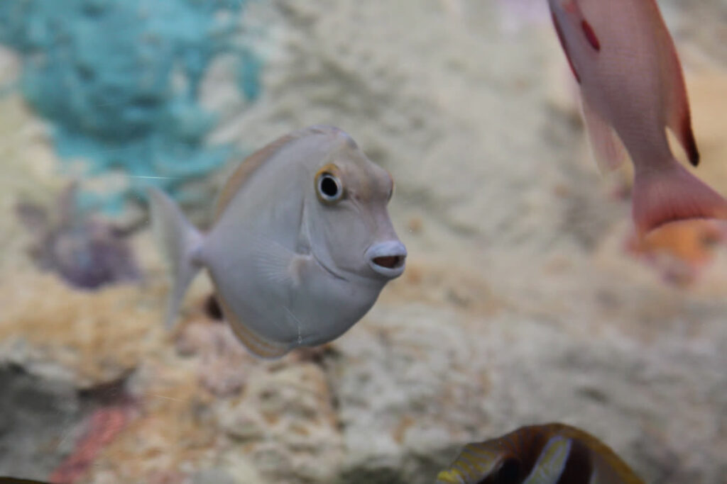 Bluespine Unicornfish