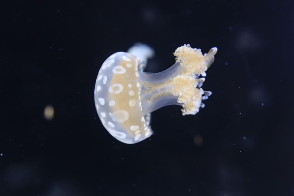 Animals in the Oh Baby! Exhibit