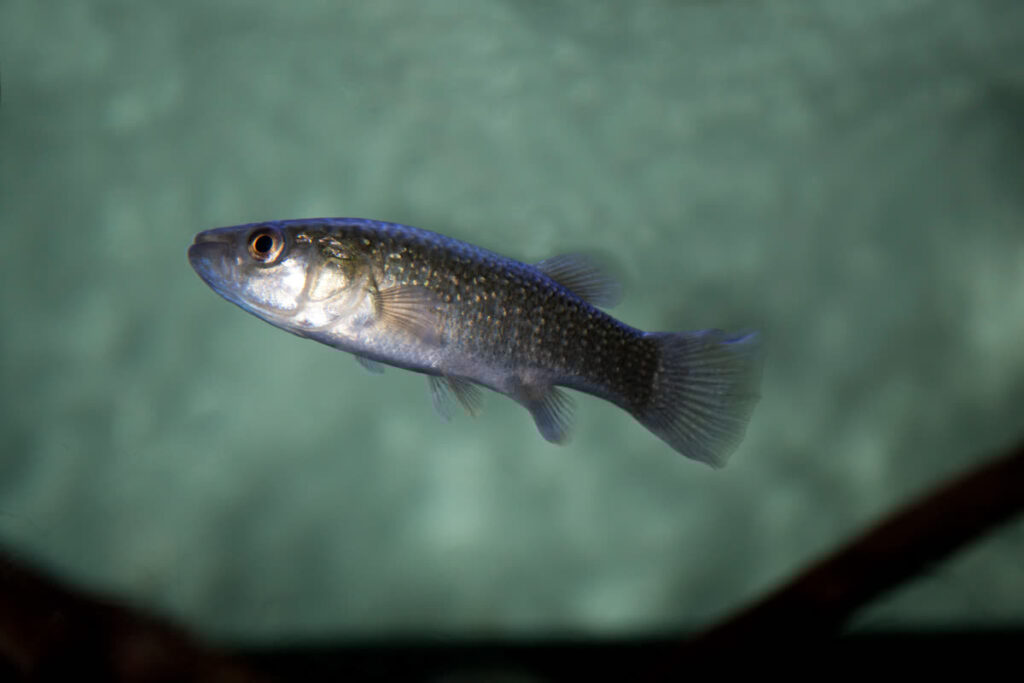 Gulf Killifish