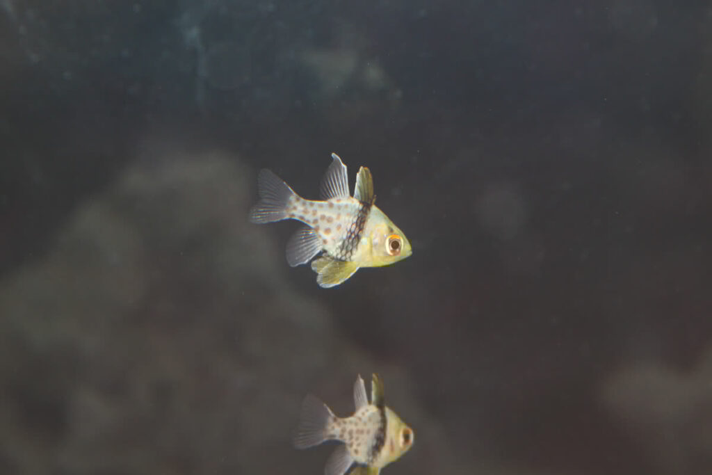 Pajama Cardinalfish