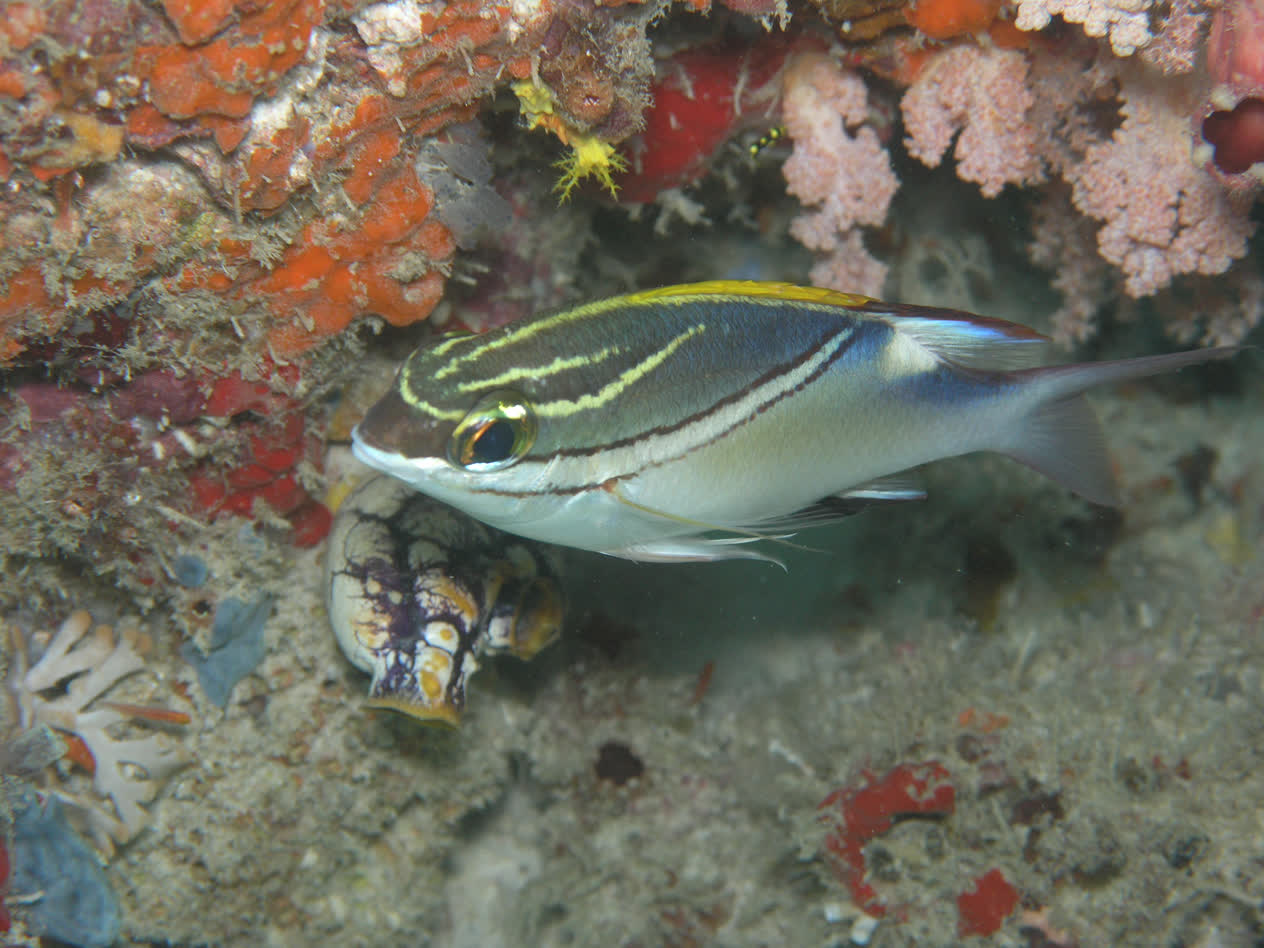 Twolined monocle bream | Mote Marine Laboratory & Aquarium