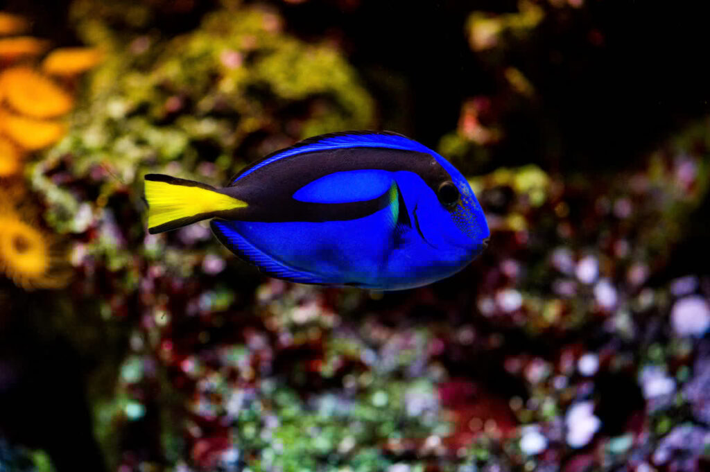Palette Surgeonfish (Regal Tang)