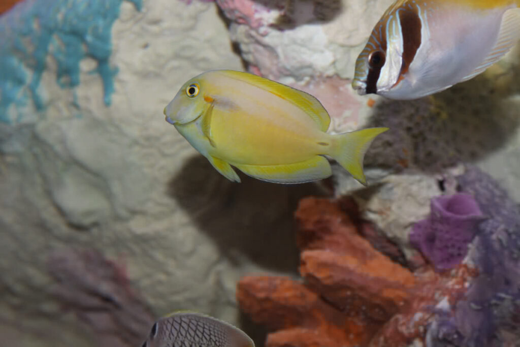 Orange Shoulder Tang
