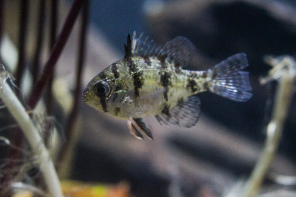 Blackbanded Sunfish