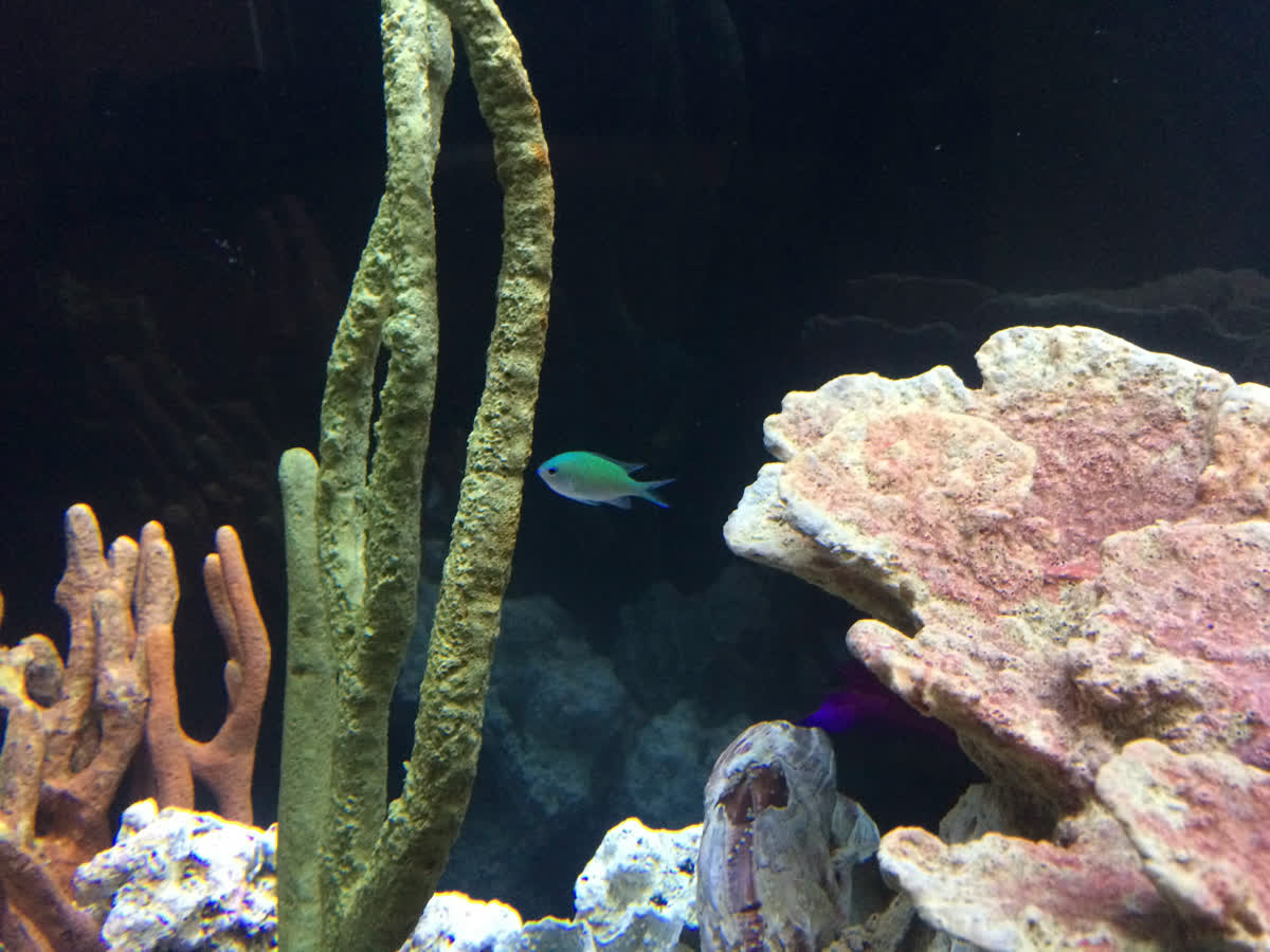 Blue green chromis | Mote Marine Laboratory & Aquarium