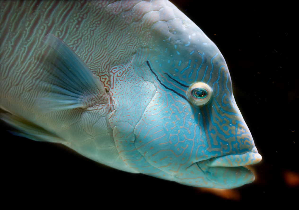 Napoleon wrasse | Mote Marine Laboratory & Aquarium
