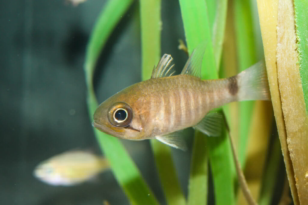 Multi-barred Cardinalfish