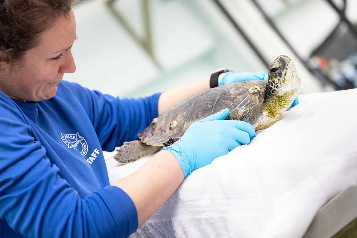 Mote Receives 22 Juvenile Green Turtles During Florida Cold-Stunning ...