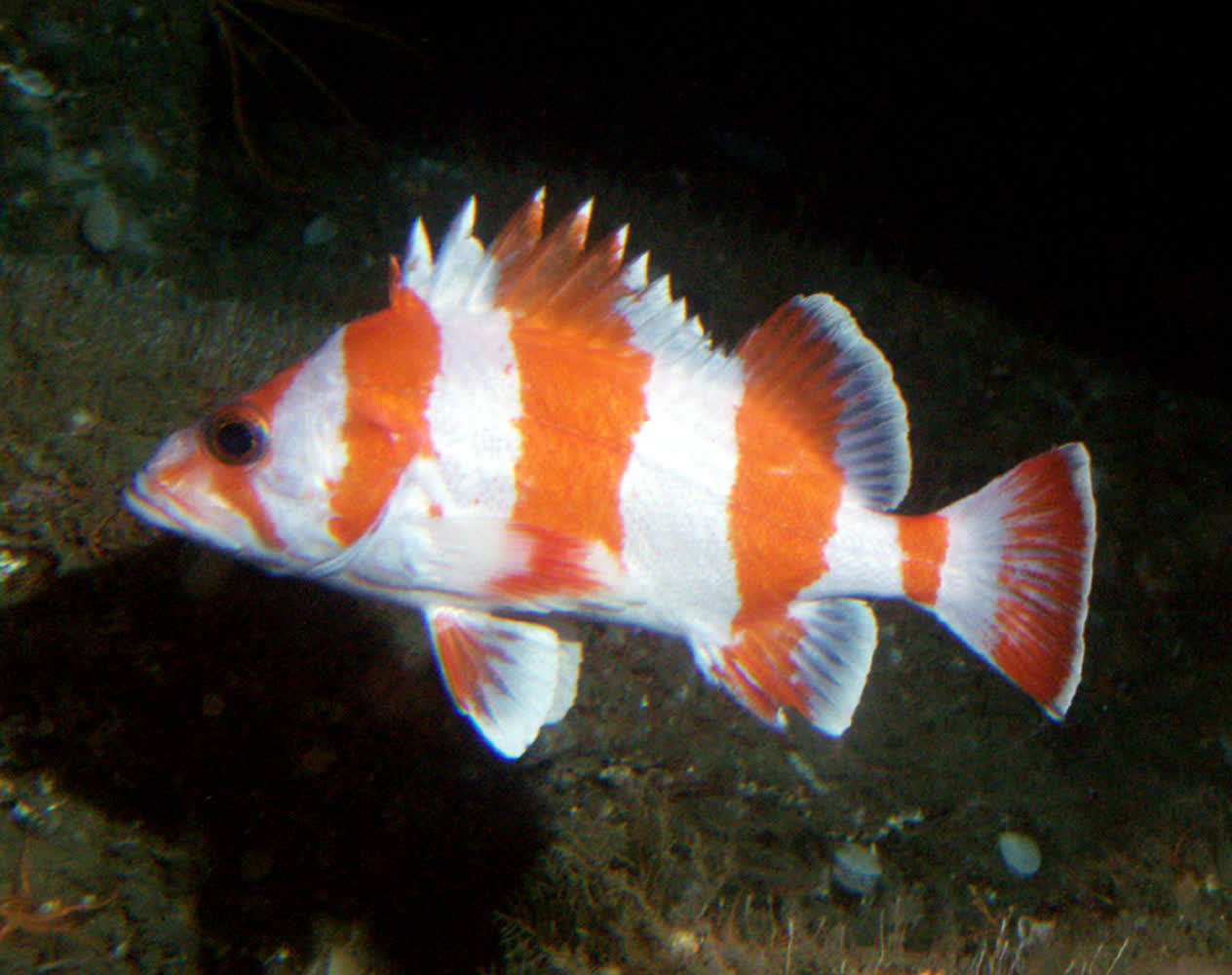 Red Flag Fish Flag rockfish | Mote Marine Laboratory & Aquarium