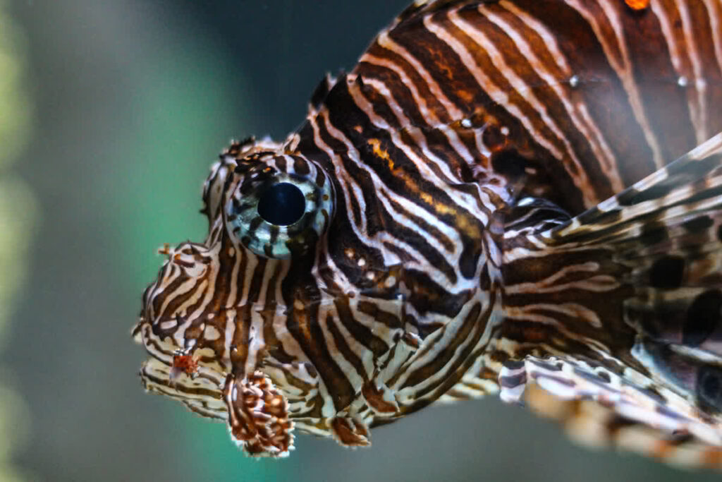 Lionfish