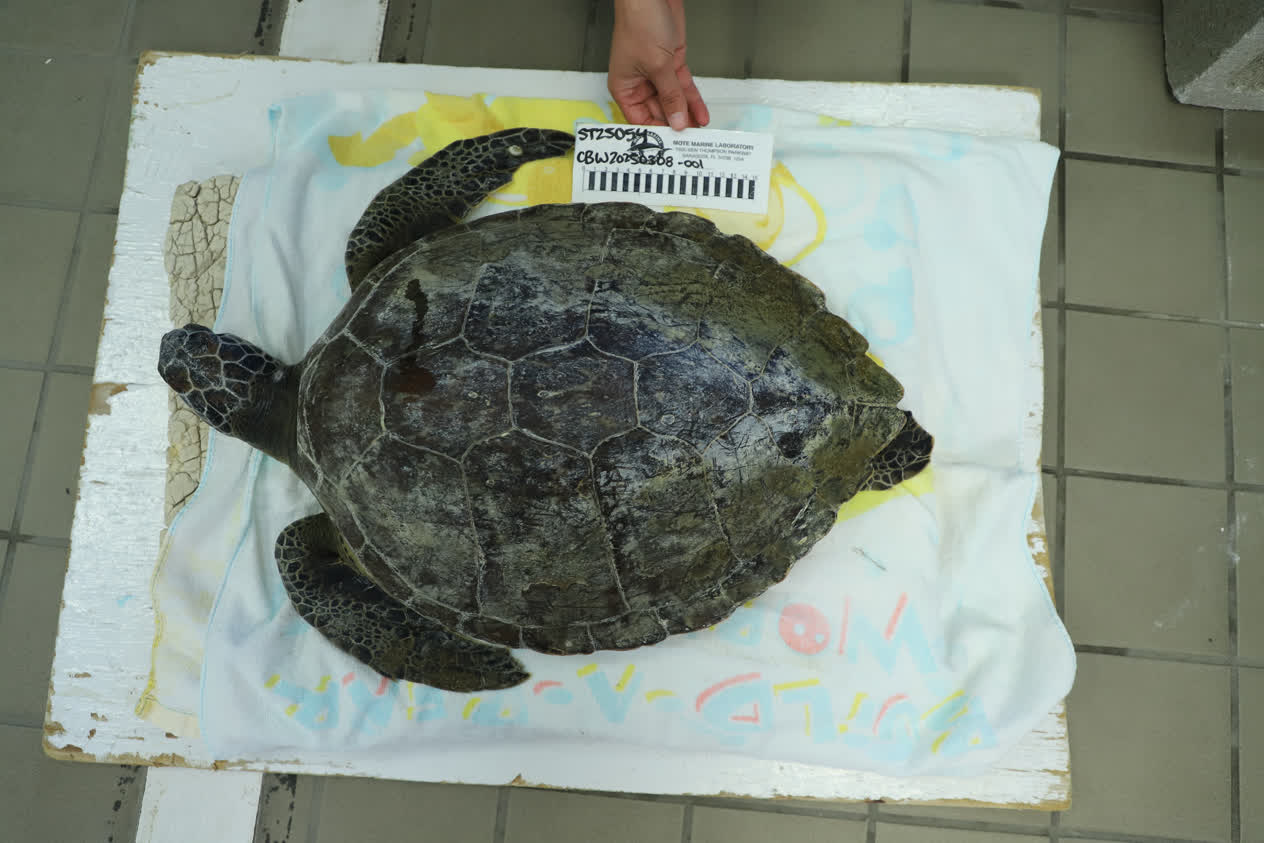 Nick | Mote Marine Laboratory & Aquarium