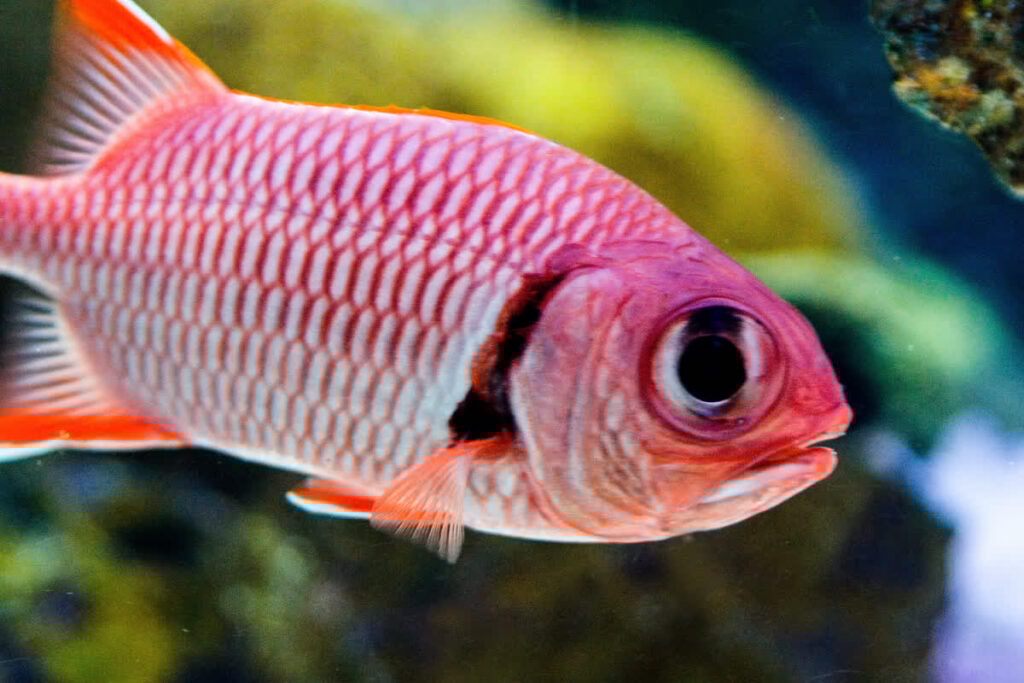 Blackbar Soldierfish