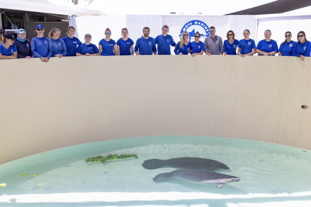 Cabbage and Sleet manatee rehab patients arrival